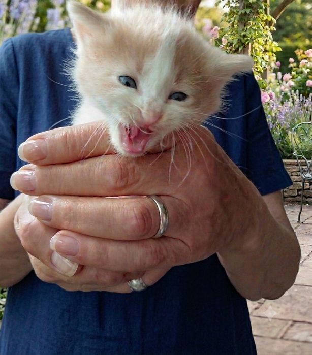 кошенята шукають родини