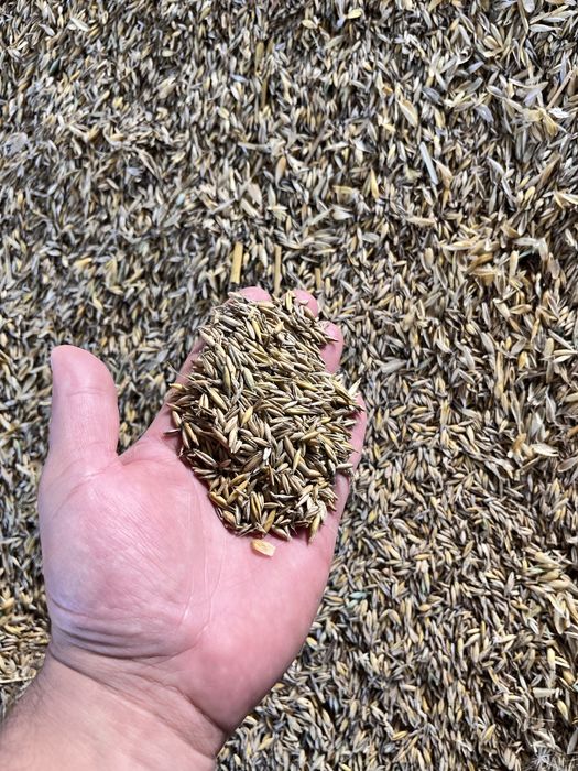 Owies jak pelet a 3x taniej