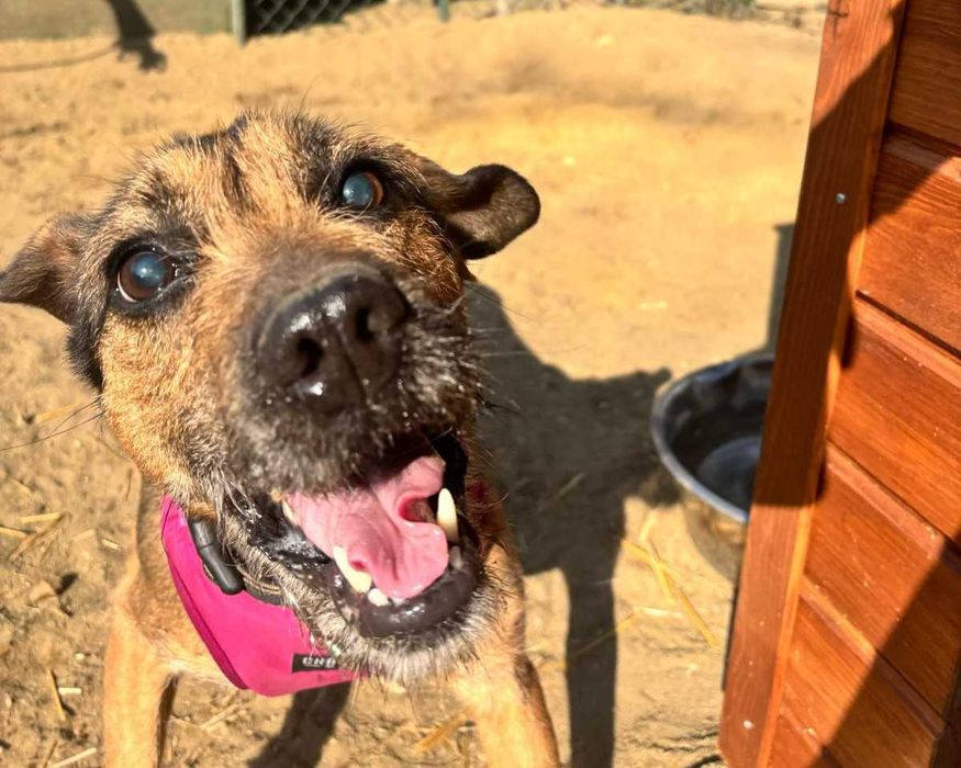 Szukamy domu dla HACHIKO - będzie Twoim najlepsim przyjacielem