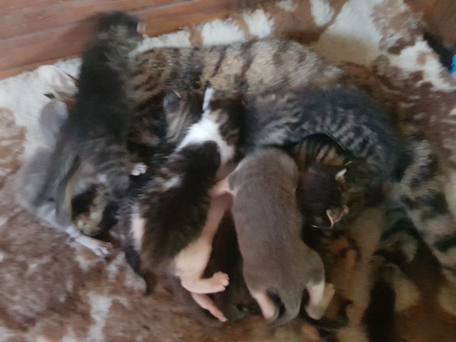 Oddam koty w dobre rece