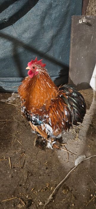 Kochin minaturowy- Koguty barwa biała i porcelanowa