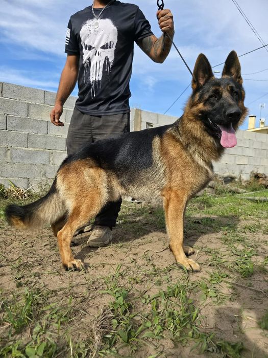 Pastor alemão femea com pedegree