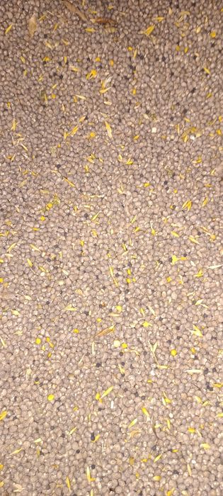 Łubin słodki wąstkolistny.