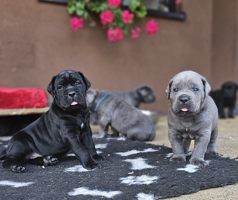 Szczeniaki Cane Corso Italiano