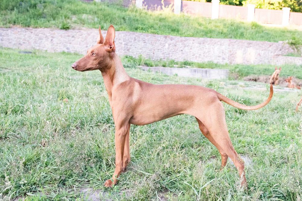 Купити щеня рідкісної породи