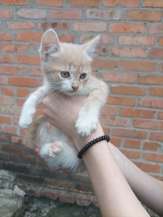 Кошенята в добрі руки
