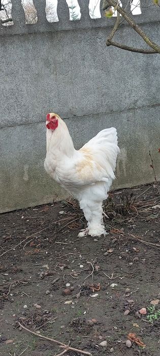 Brahma kogut lemon pyle