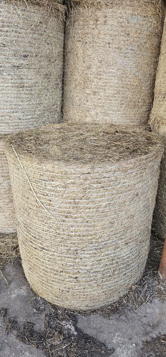 Siano w belach 2025 rok