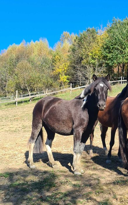 Klacz huculska 4 letnia