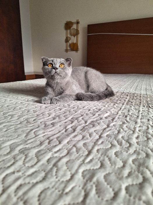 scottish fold fêmea blue