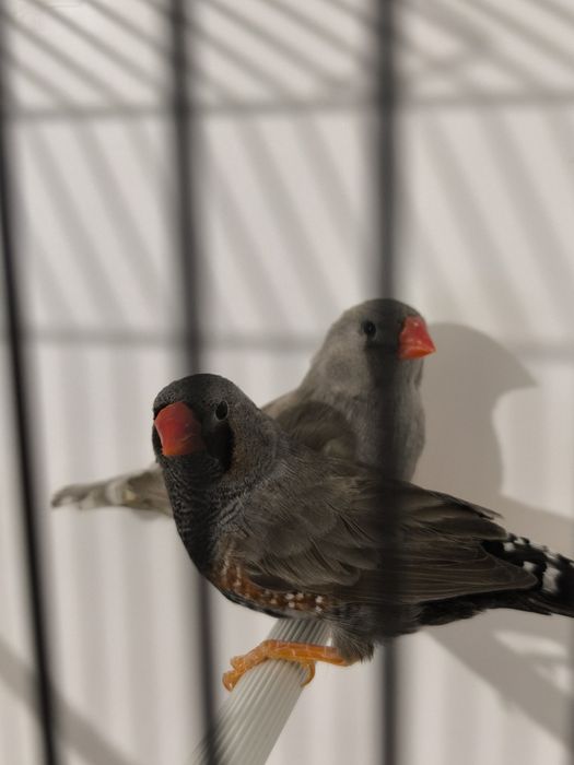 Zeberki Eumo i Eumo Pastel samce 2025