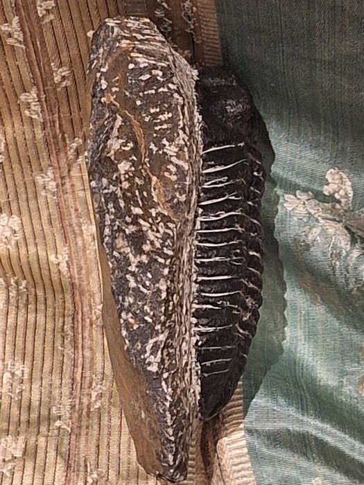 Fóssil de Trilobite (Espécie Phacops) – Exemplar de Coleção