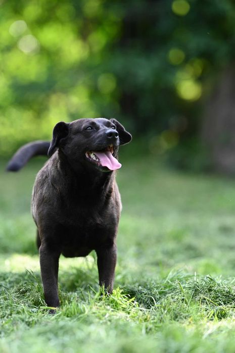 Kama - czarna sunia szuka domu!