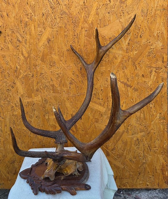 Роги оленя часів срср