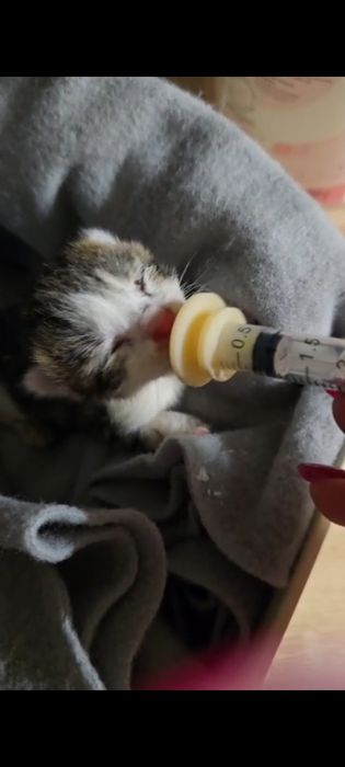 Ma parę dni  matka nie wróciła. Szukamy doświadczonej osoby do karmienia kociaka