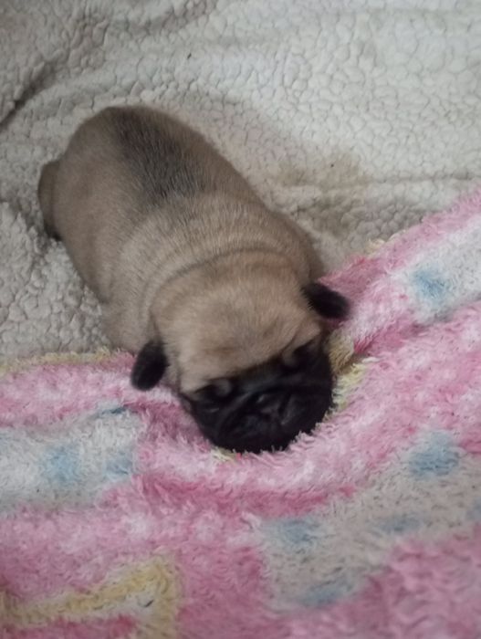 Мопсята з документами від заводчика