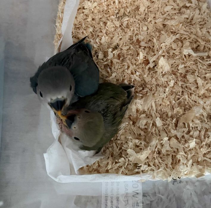 Agapornis criados à mão