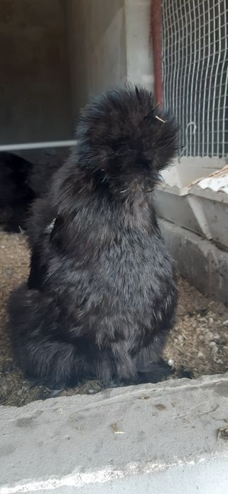 Продам кур Китайські шовкові