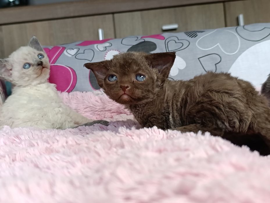 Kotka Devon rex rodowód FPL