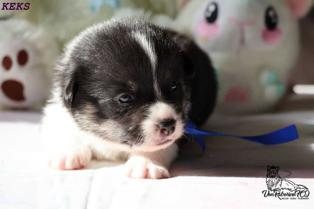 Welsh Corgi Pembroke