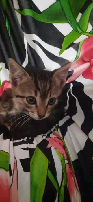 gatinho meigo em adoçao responsável