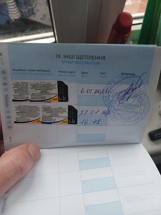 Отдам Кокер Спаниэля.