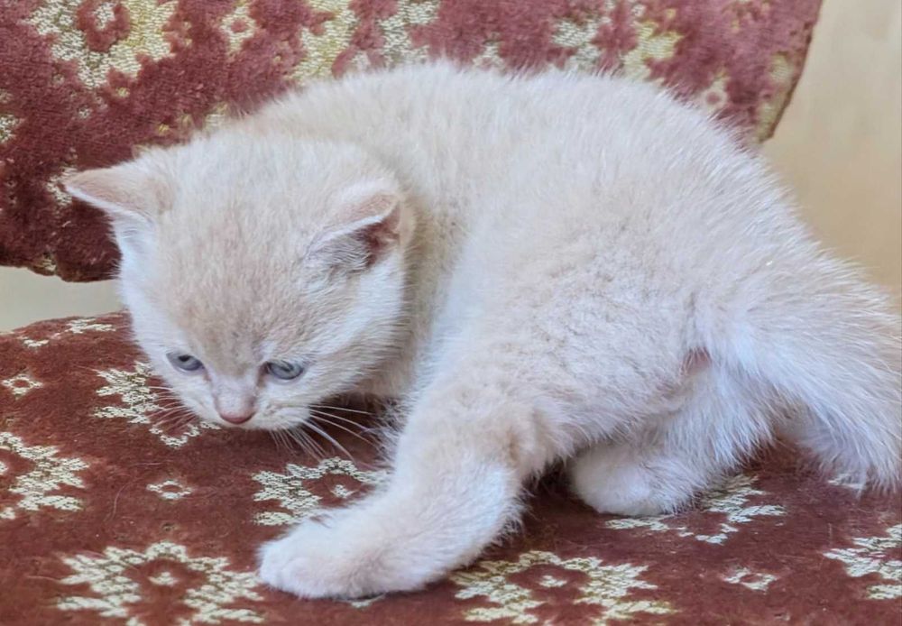 шикарний шотландський котик кремовий таббі