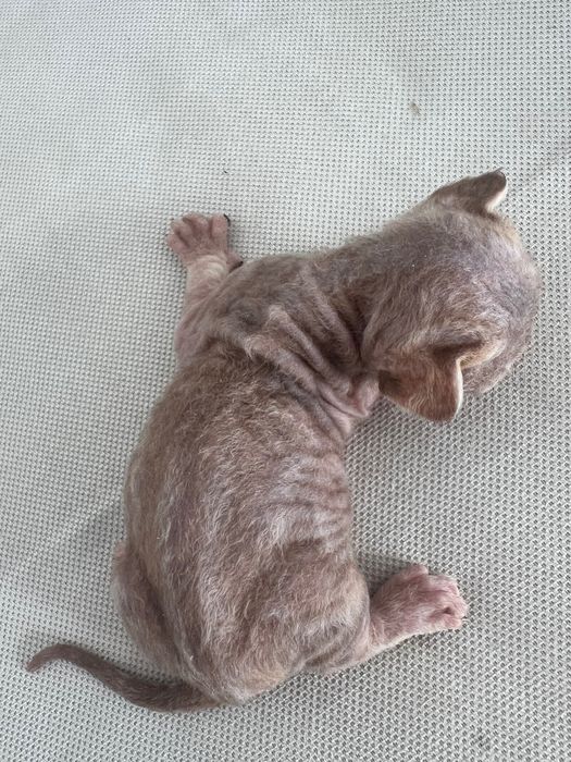 Продаються малюки девон- рекс