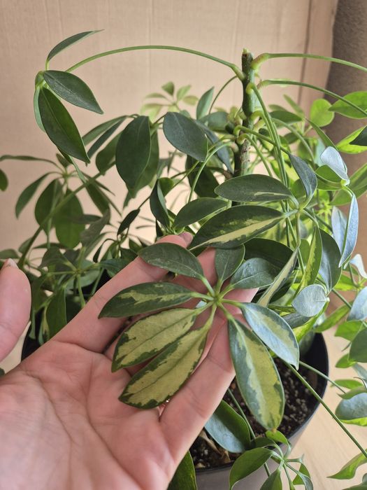 Schefflera arboricola szeflery 3 sztuki!