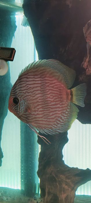 Discus Dyskowiec paletka Heckel Para