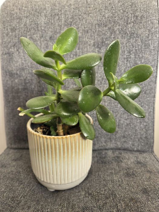 Grubosz, Crassula ovata, drzewko szczęścia