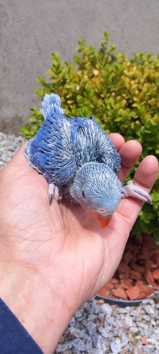 Ring necks criados há mão