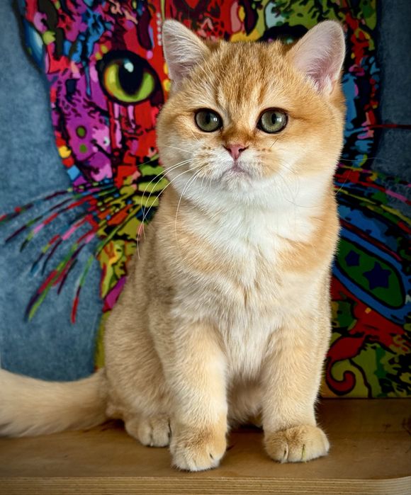 Золота шиншала кошенята! BRI ny12 (дівчинка)