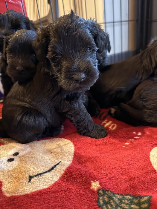 Sznaucerki miniaturowe