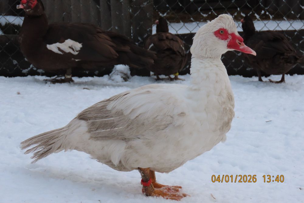 Мускусні качки німецької лінії