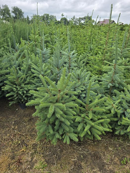 Świerk Srebrny 40-120 cm swierk kłując niebieski jodła leśny serbski