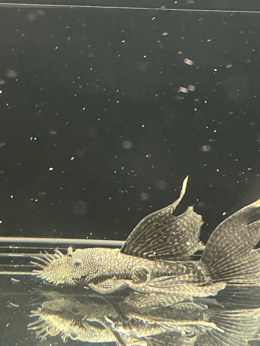 Ancistrus Long Fin