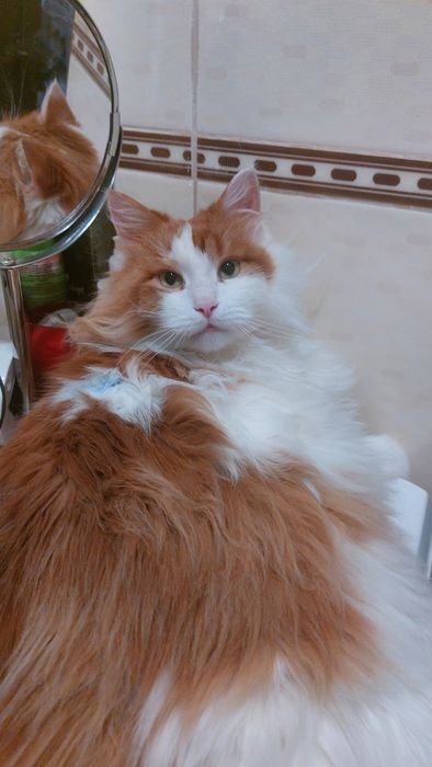 Отдам пушистого рыже-белого кота, кастрирован, привит, 1,5 года