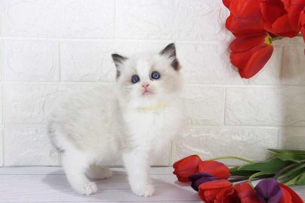 Цікавий і ласкавий котик з вакцинами та гарними навичками-Ragdoll