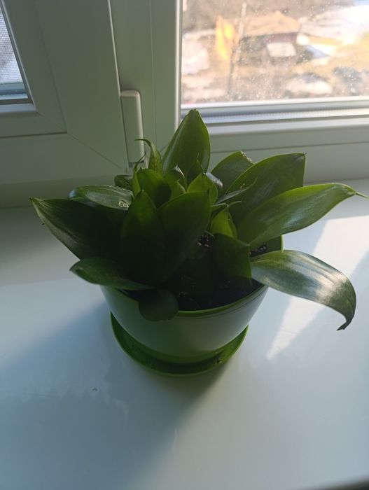 Продам кімнатні квіти