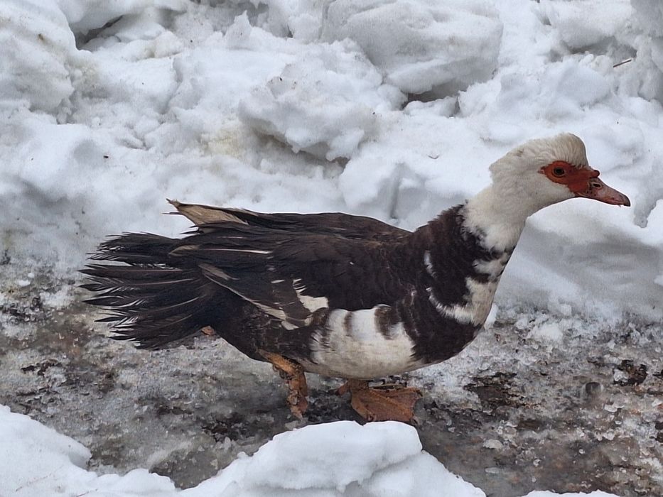 Kaczki i kaczory francuskie