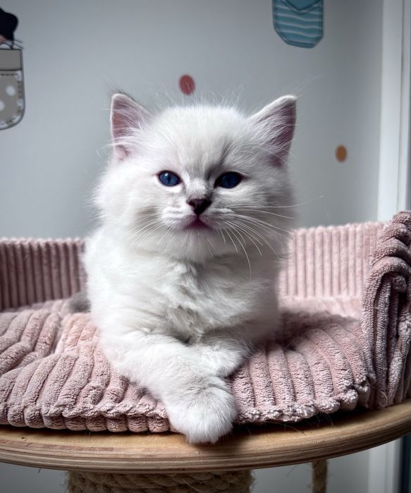 Kocurek  Ragdoll po Grand Inter Championie