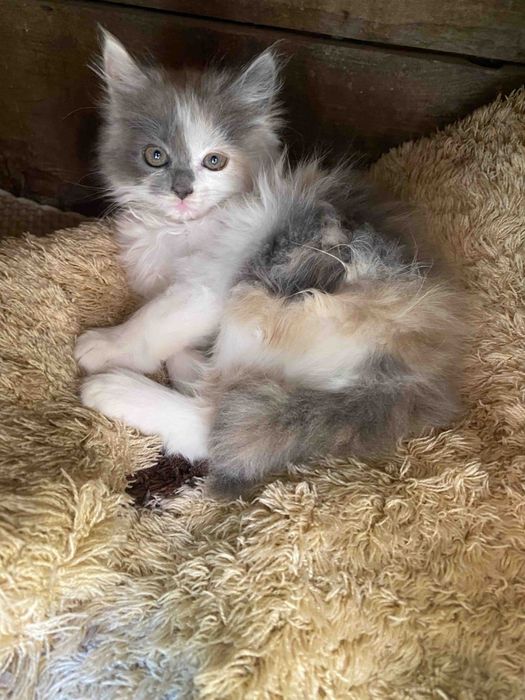Котеня пухнасте дівчинка шукає дім