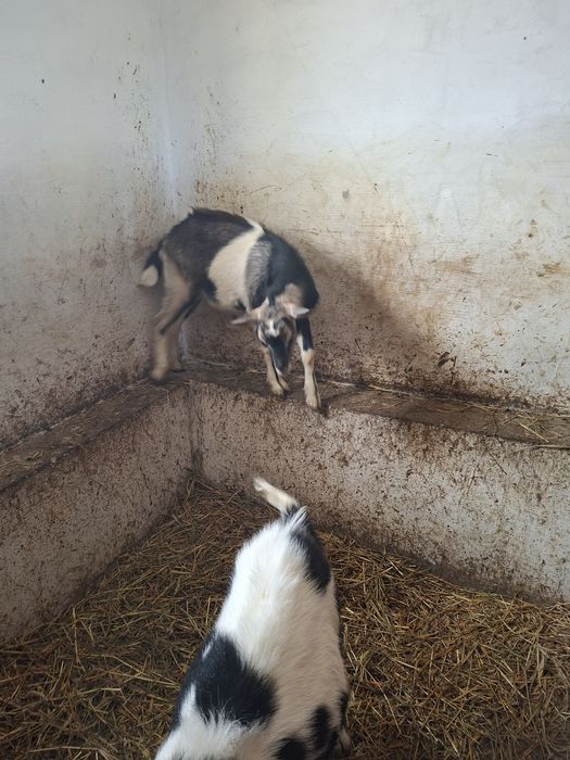 2 koziołki i 4 kózki zmienią domek
