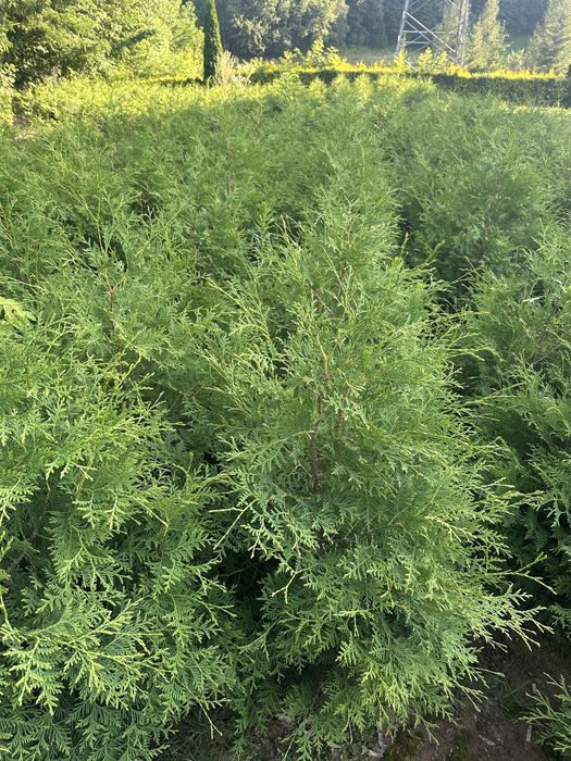 Wiosna 2026 Tuja brabant 1 mdo 1,5 m wyprzedaż