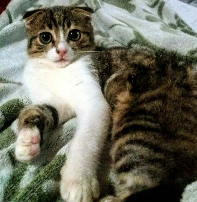 вислоухий молодий котик