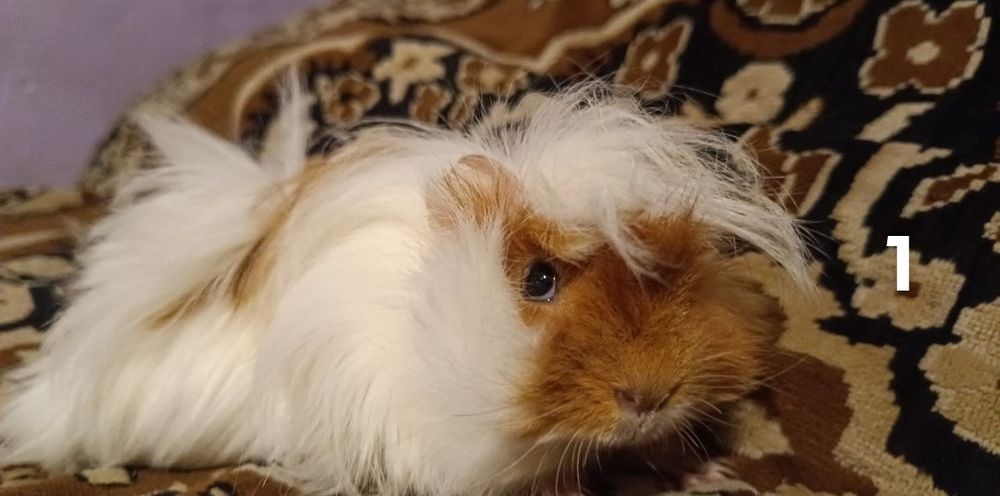 Świnki morskie długo wlose