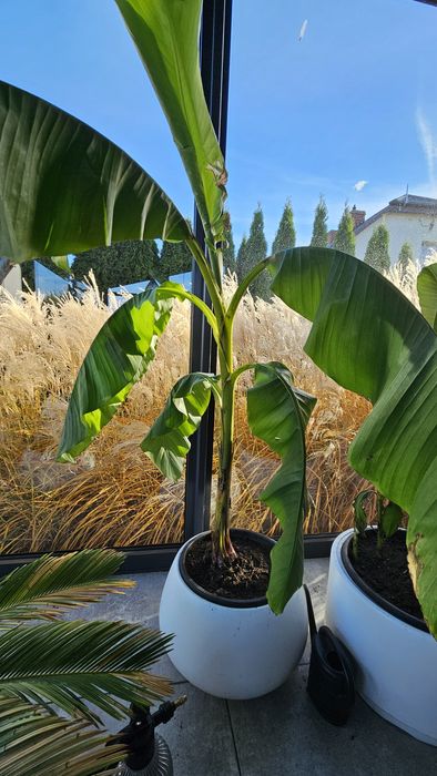 Bananowiec Musa Basioo