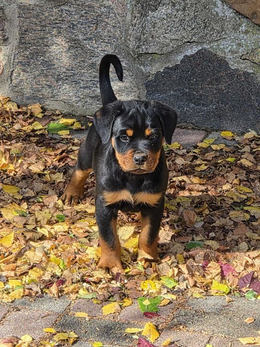 Rottweiler - szczenię z rodowodem FCI