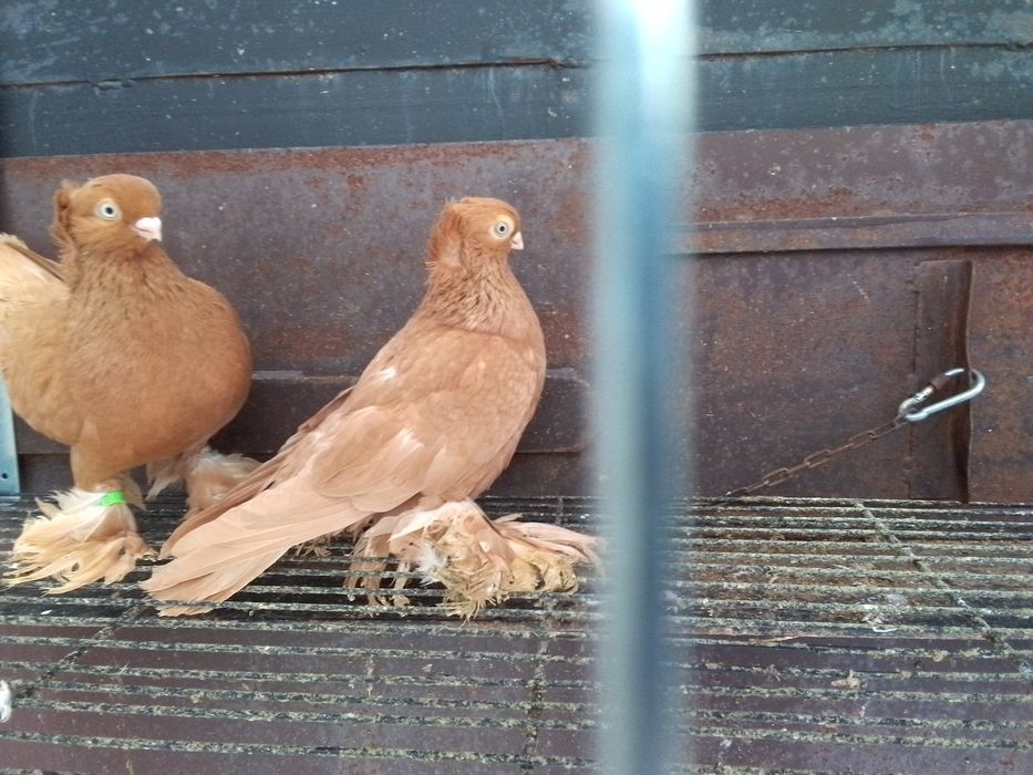 Ptaki gołębie ozdobne